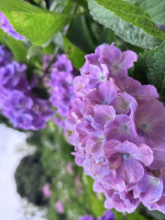 Aroma Joli - 佐野ひかりの写メ日記画像