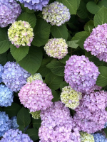 Aroma Joli - 来栖るなの写メ日記画像