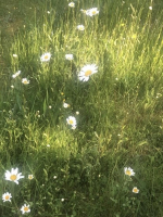 Aroma Joli - 来栖るなの写メ日記画像