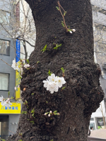 赤羽クララ - 朝比奈 みなみの写メ日記画像