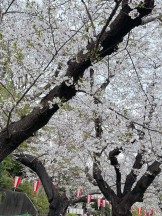 Aroma Joli - 上原めるの写メ日記画像