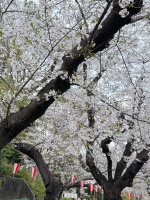 Aroma Joli - 上原めるの写メ日記画像