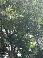 Aroma Joli - 向井ゆいの写メ日記画像