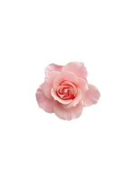 Aroma Joli - 高部なおの写メ日記画像