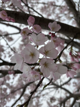 Aroma Joli - 唯月めいの写メ日記画像