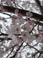 Aroma Joli - 唯月めいの写メ日記画像