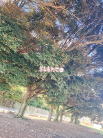 Aroma Joli - 白金あれんの写メ日記画像